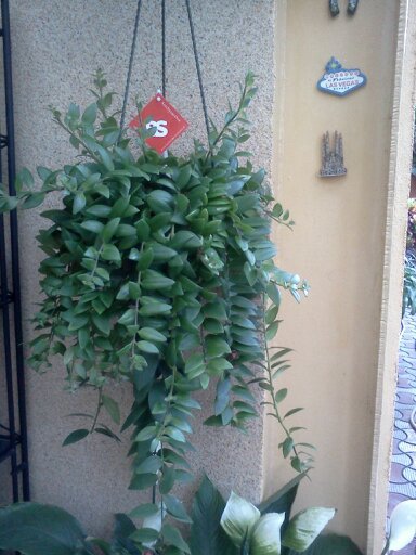 1353668090589 - frumusetile mele-2012