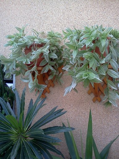 1353668102804 - frumusetile mele-2012