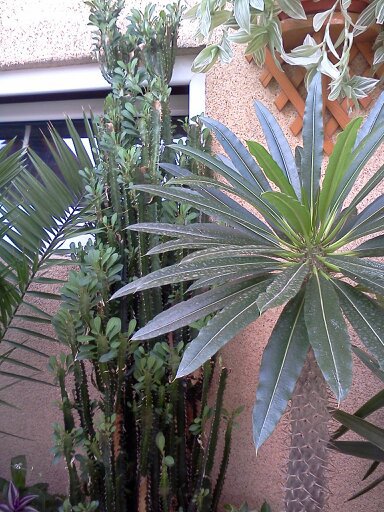 1353668103090 - frumusetile mele-2012