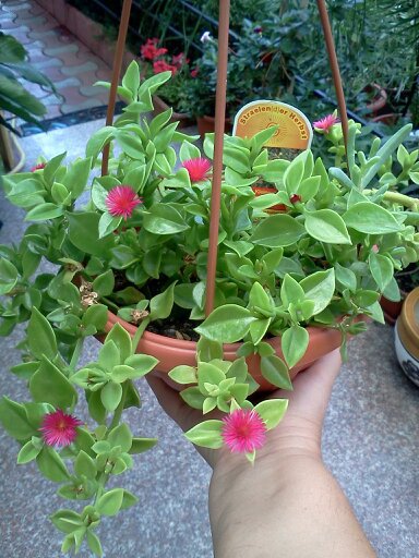 1353668294081; o plantuta adusa din cipru...erau pline plajele..nu stiu denumirea..
