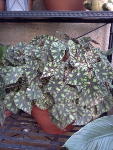 1353668299821 - frumusetile mele-2012