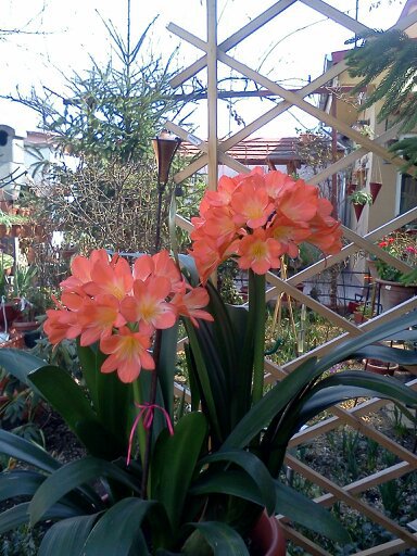 1353668418912; clivia miniata
