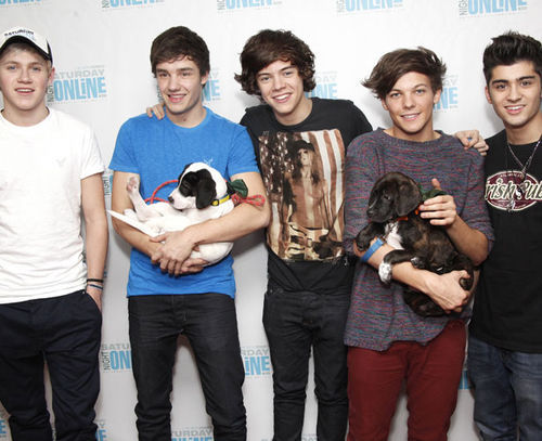 oned_large - one direction puppy golden retriver