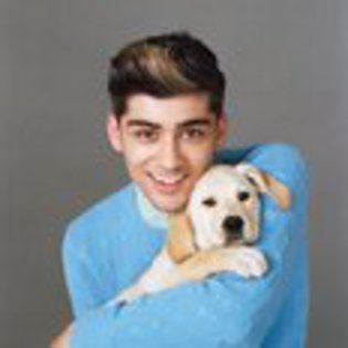 one-direction-in-wonderland-magazine--1352114173-small-pod-0 - one direction puppy golden retriver