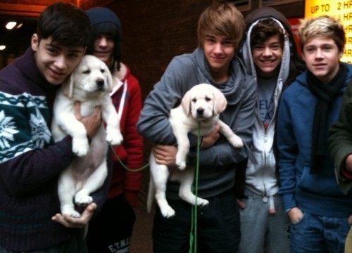 one-direction-louis-tomlinson-17349616-500-360_large - one direction puppy golden retriver