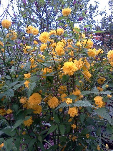 1353668422166; keria japonica
