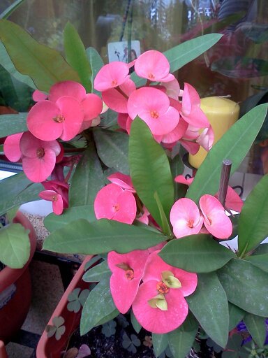 1353668430811; euforbia millis
