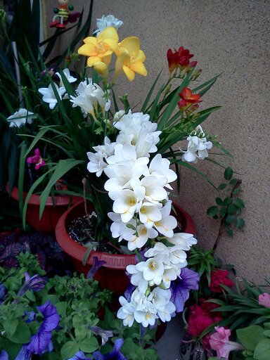 1353668431063; frezii ....
