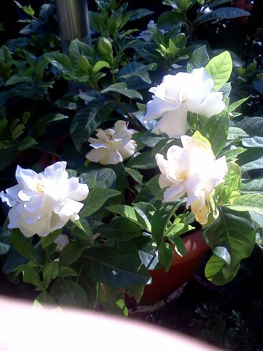 1353668436846; gardenia
