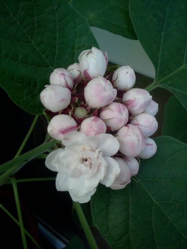 1353668443811; clerodendron..miroase superb...
