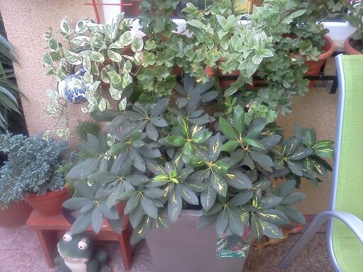 1353668451076; rododendron mov..
