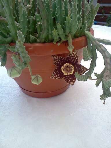 1353668451588 - frumusetile mele-2012