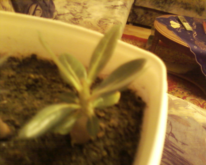 3 - adenium din seminte