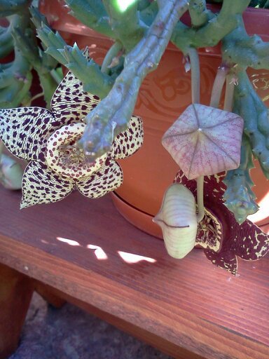 1353668458188; doua flori diferite /aceeasi planta
