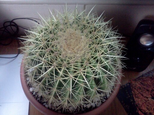 1353668469322; scaunul soacrei hi hi/ mi l-am adus tocmai din turcia
