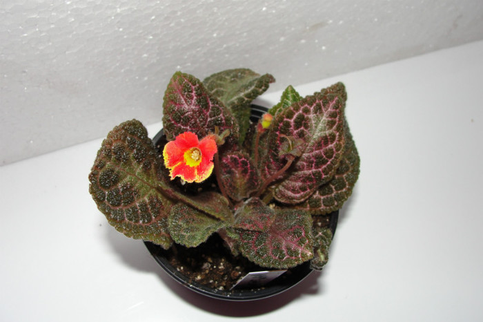  - Episcia Jim_s