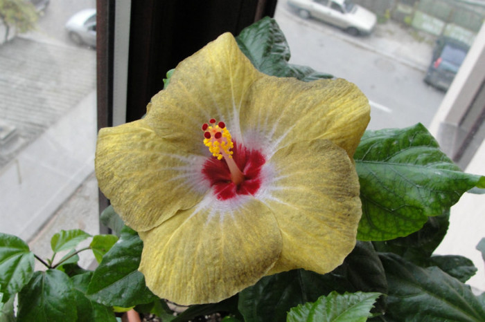 hibiscus Greenie Meanie