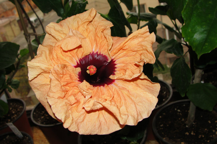 hibiscus Paper Tree