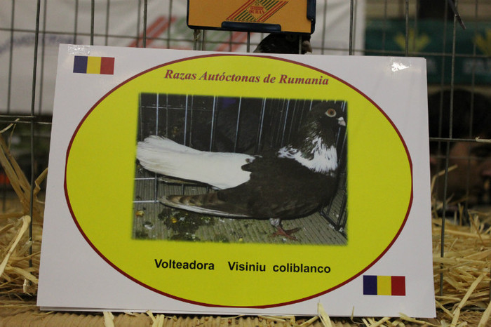 IMG_5813 - expo  Salamanca  2012
