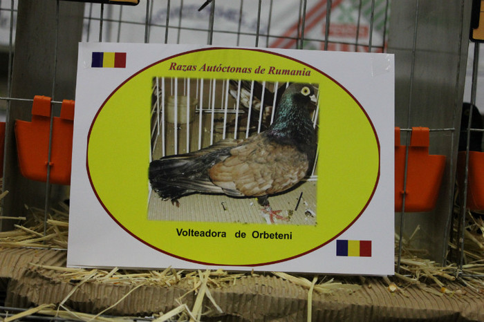 IMG_5812 - expo  Salamanca  2012