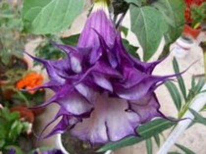 datura mov - achizitii 2012