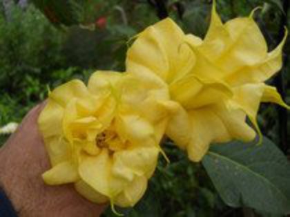 datura galbena