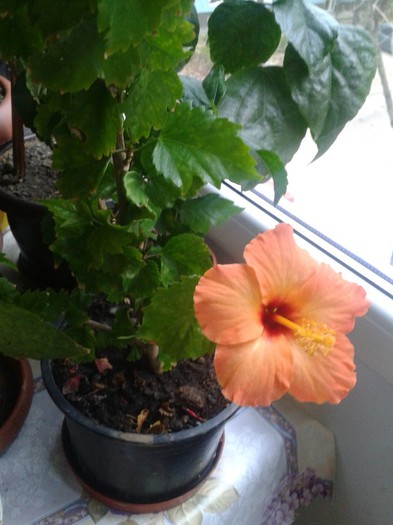 2012-11-23 09.27.37 - Hibiscus 2