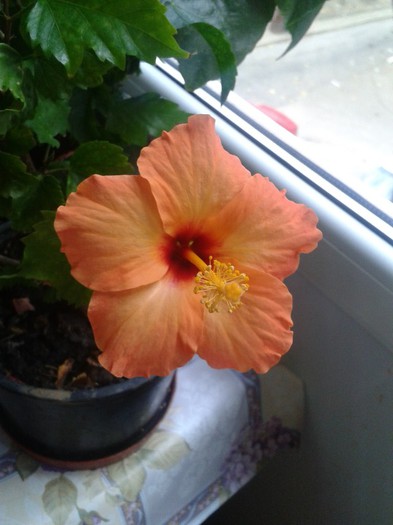 2012-11-23 09.27.41 - Hibiscus 2