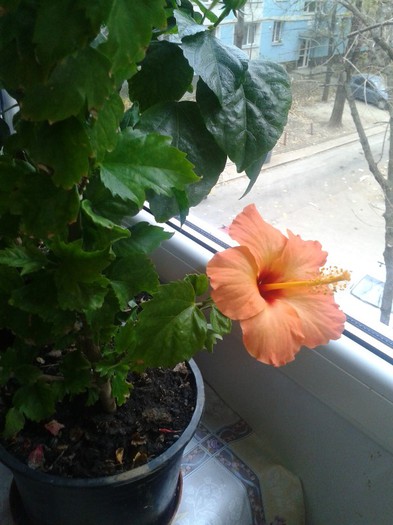 2012-11-23 09.27.50 - Hibiscus 2