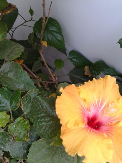 2012-11-25 10.43.59 - Hibiscus 2