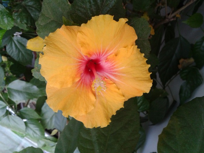 2012-11-25 10.45.10 (1) - Hibiscus 2