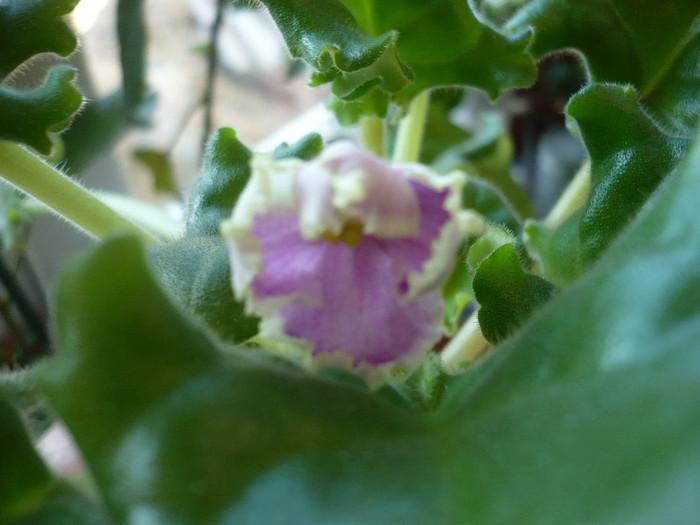 P1190003 - LE - Zelenaja Roza