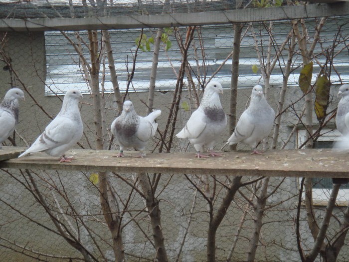my Picture 070 - BUJORI 2012
