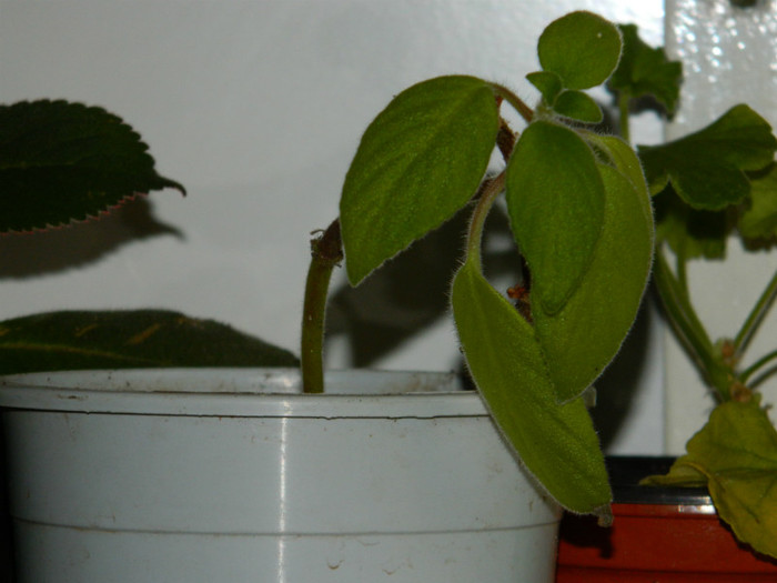 DSCN2282 - 2 NOIEMBRIE 2012