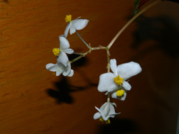 DSCN2285 - 2 NOIEMBRIE 2012