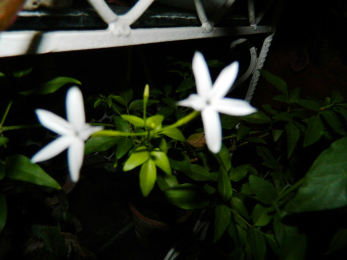 DSCN2288 - 2 NOIEMBRIE 2012