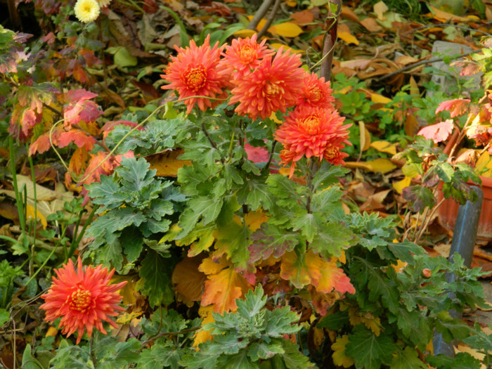 DSCN2303 - 2 NOIEMBRIE 2012