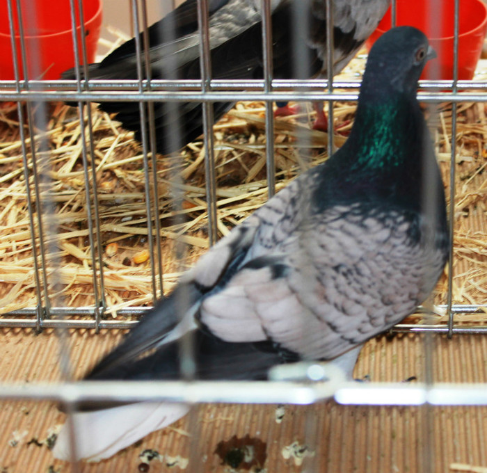 IMG_5355 - expo  Salamanca  2012