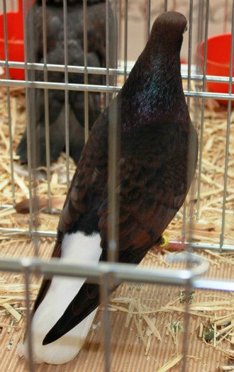 IMG_5357 - expo  Salamanca  2012