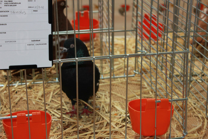 IMG_5368 - expo  Salamanca  2012