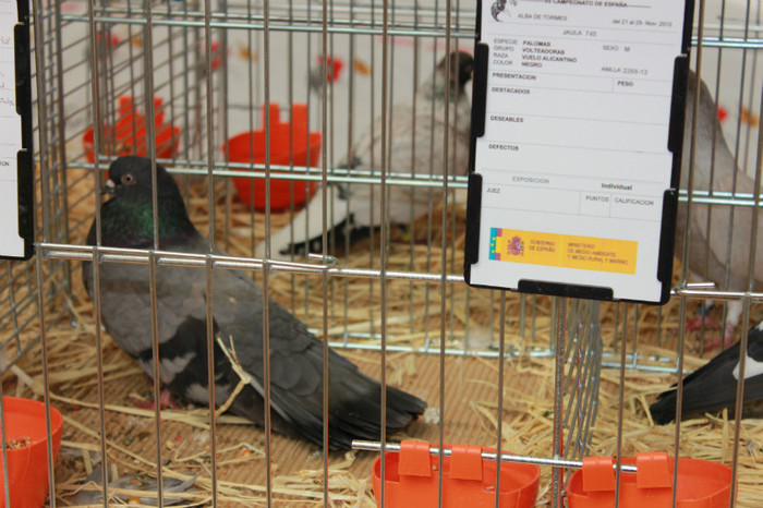 IMG_5372 - expo  Salamanca  2012