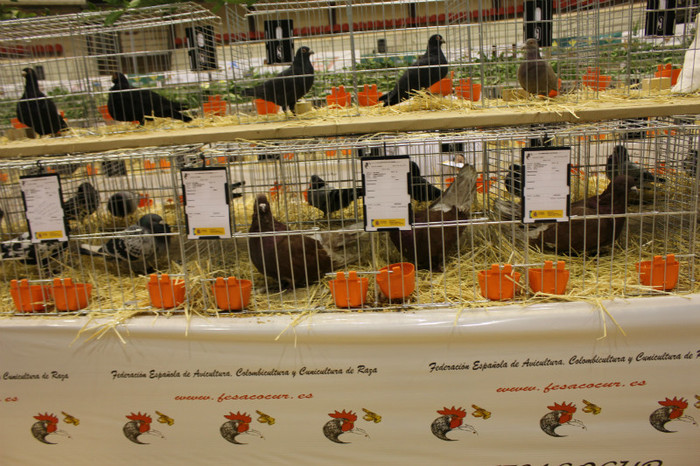 IMG_5856 - expo  Salamanca  2012