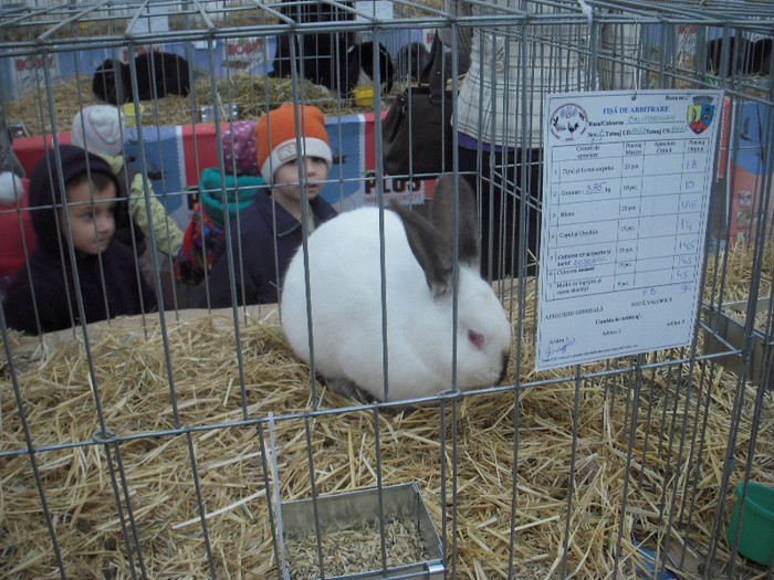 Femela numarul 2 - Animalele mele in expo Bistrita 2012