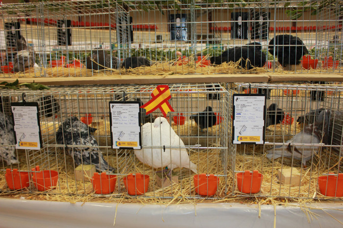 IMG_6150 - expo  Salamanca  2012
