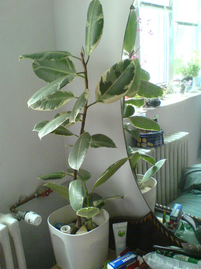 DSC01827 - ficus