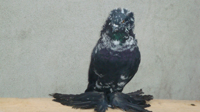 DSC00562