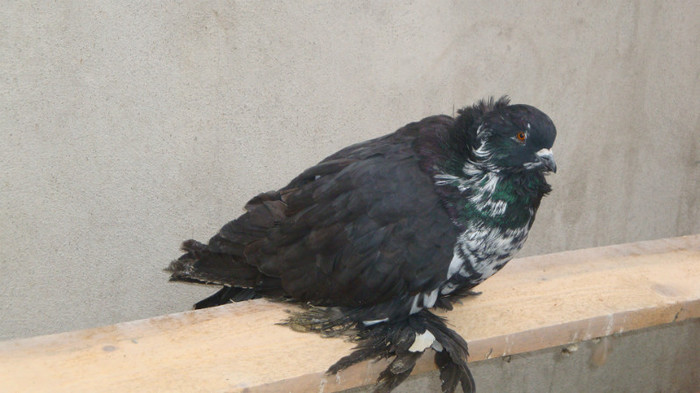 DSC00476