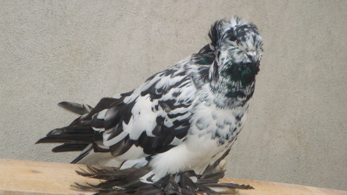 DSC00483
