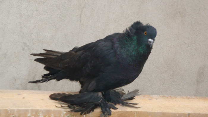 DSC00480