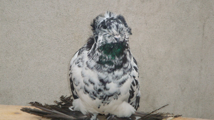 DSC00485